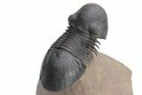 Flying Paralejurus Trilobite - Atchana, Morocco #226078-5
